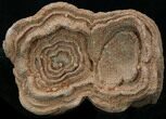 Flower-Like Sandstone Concretion - Pseudo Stromatolite #34193-1